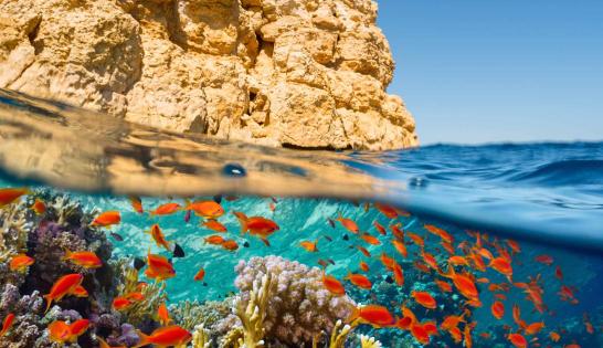 ÉGYPTE : Connaissez-vous tous les secrets de la mer Rouge ?