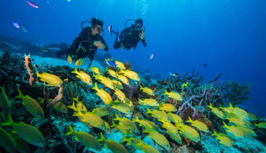 MEXIQUE : L'une des destinations préférées de notre ami Cousteau