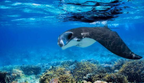 MALDIVES : retour des raies et requins baleines vers les atolls nord