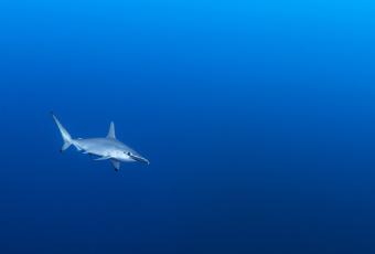 Requin longimanus en mer Rouge
