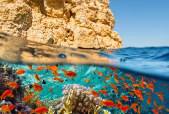 Banc de poissons colorés en Égypte