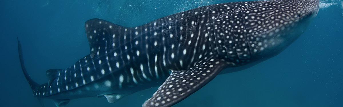 Requin baleine aux Maldives