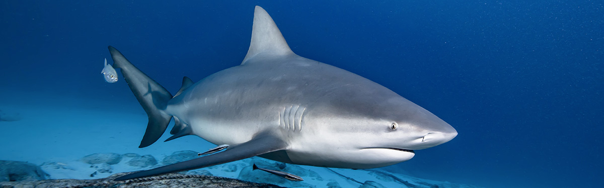 requin bouledogue au Mexique