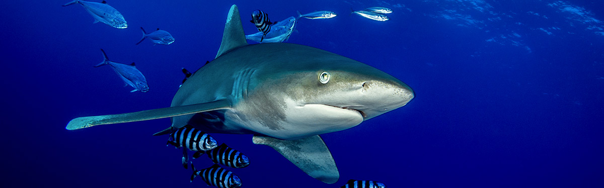 Requin longimane en Egypte