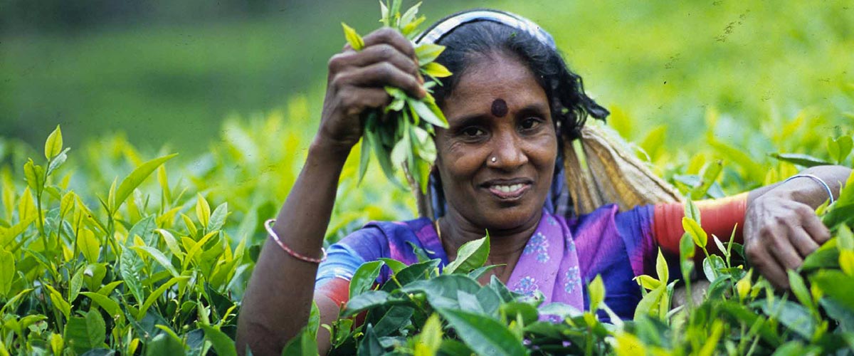 Sri Lanka, femme ramassant les feuilles de thé