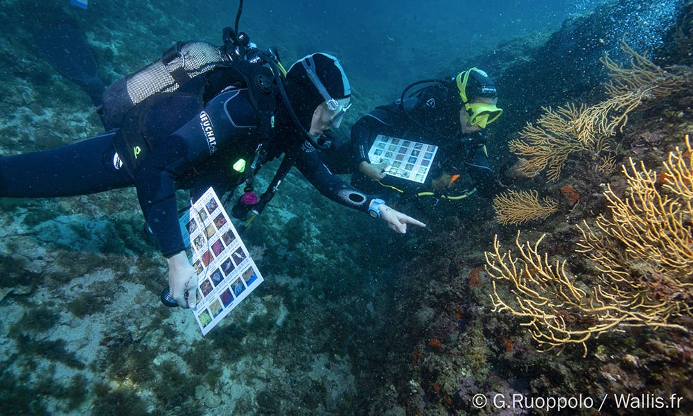 Plongeurs de Dune et Septentrion observant la faune et flore méditerranéennes de Marseille