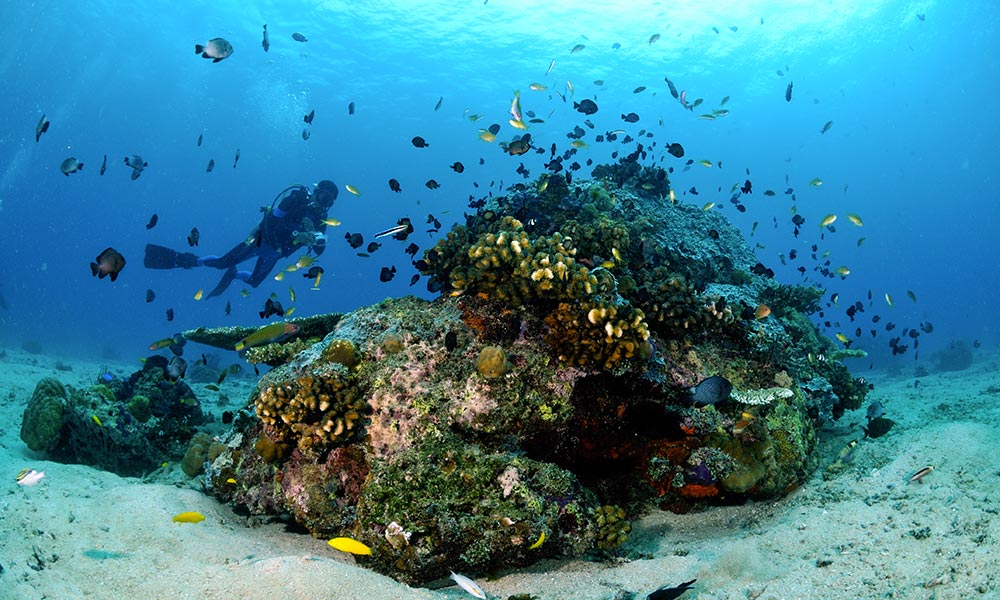 Récif corallien à Bali