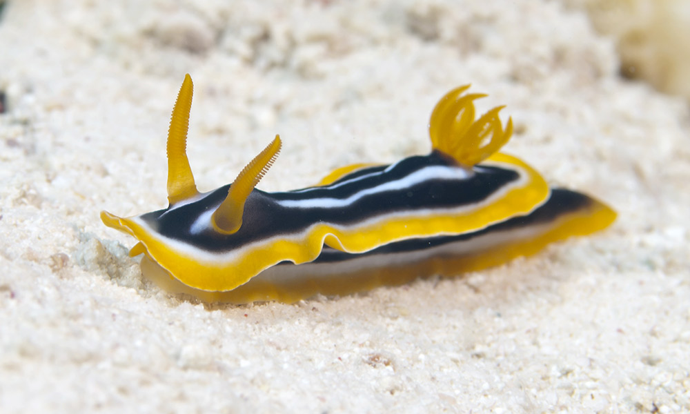 Nudibranche