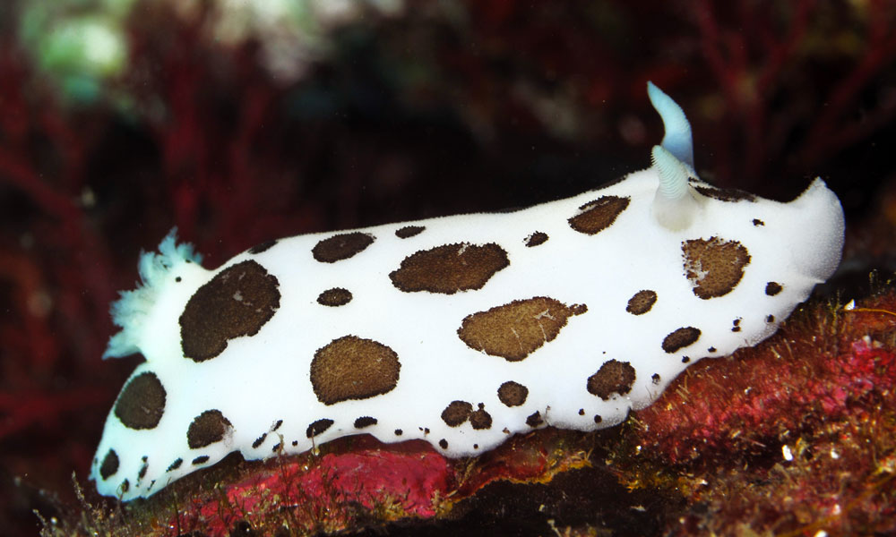 Nudibranche doris dalmatien