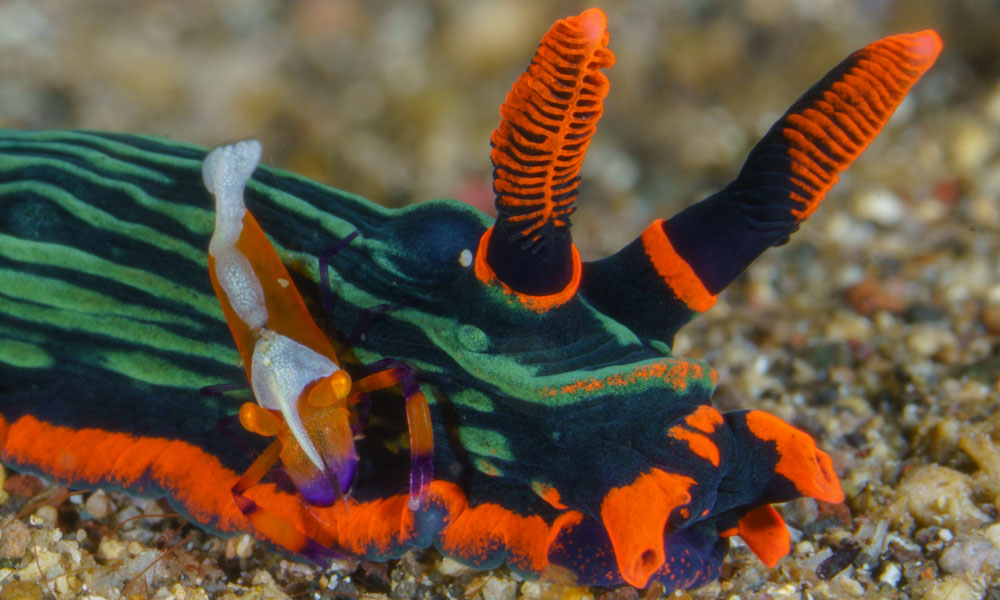 Nudibranche