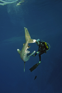 Steven Surina de Shark Education avec un requin longimanus au Soudan en mer Rouge