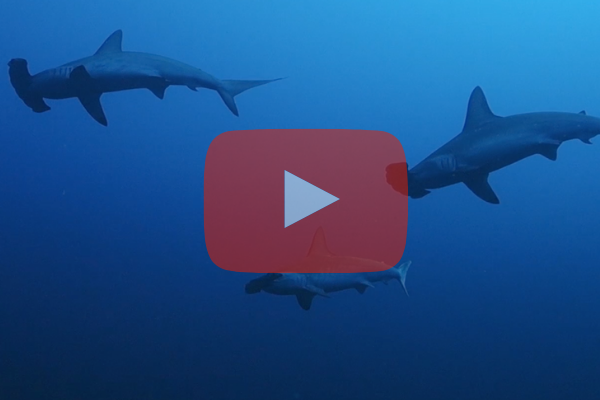 Video youtube mer rouge soudan Shark education