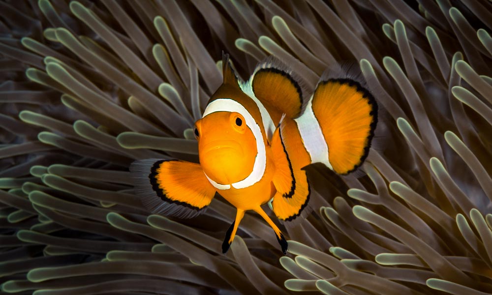 Poisson Clown dans anémone aux Raja Ampat