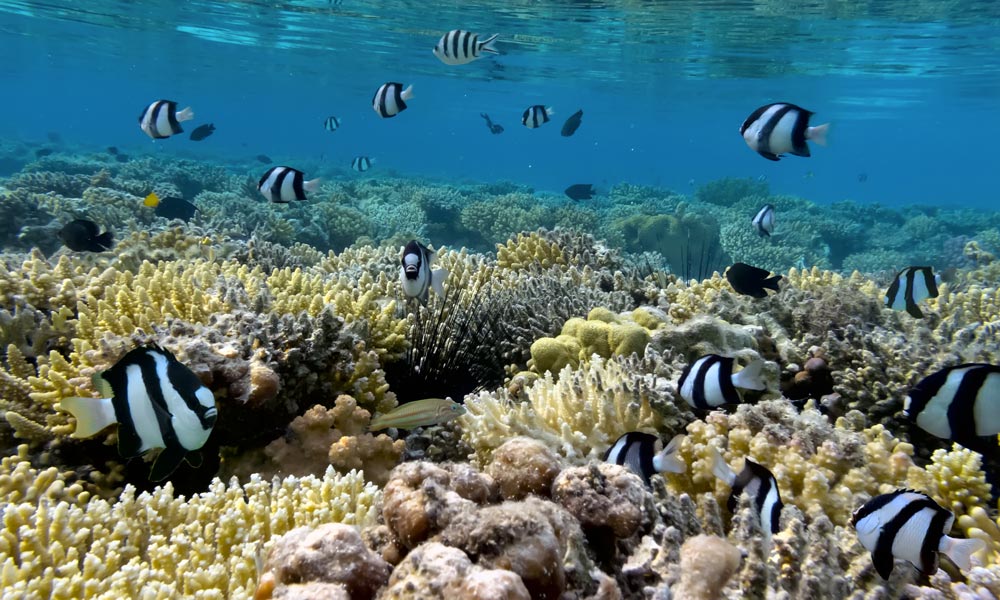 Poissons demoiselles