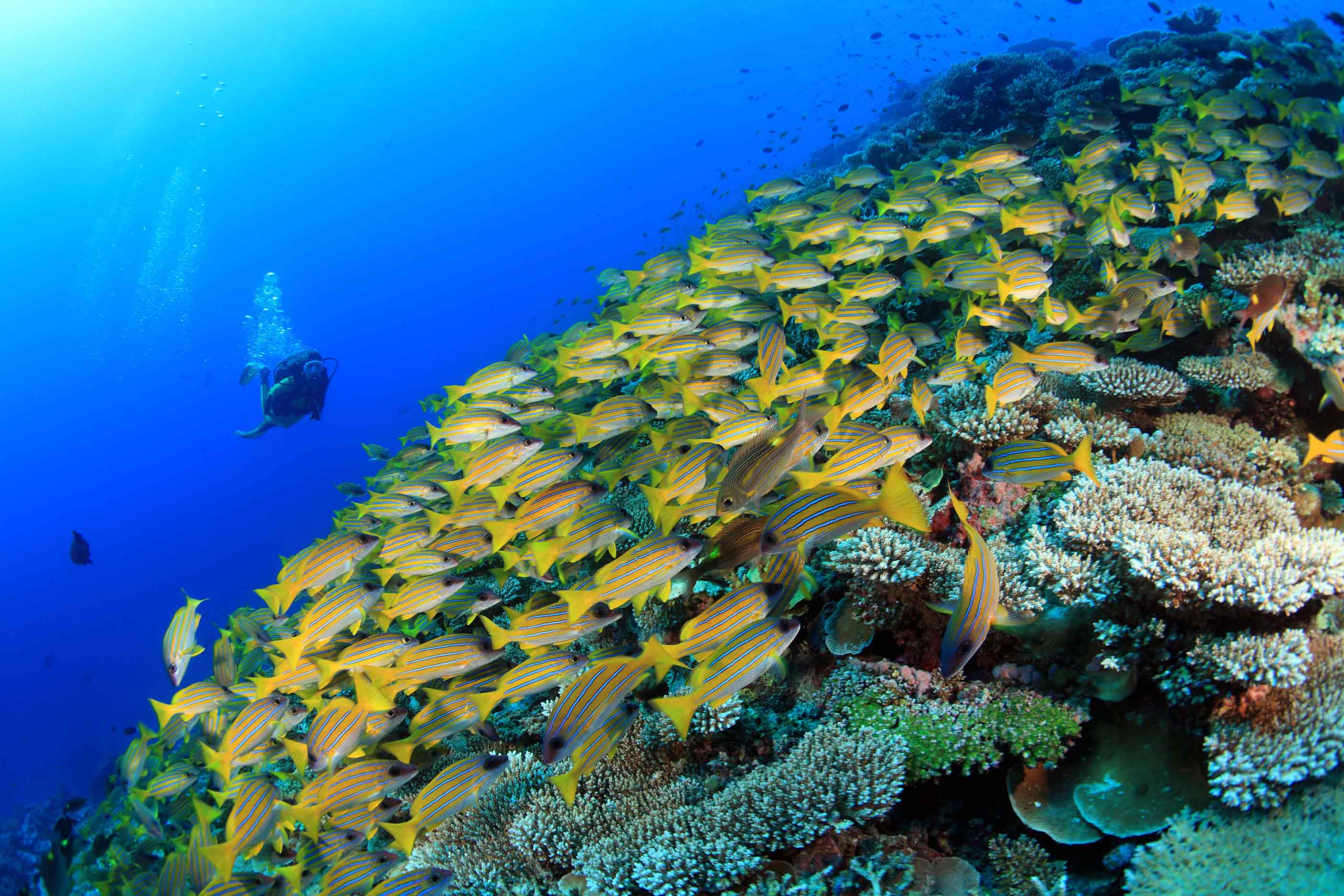 plongee-maldives-printemps