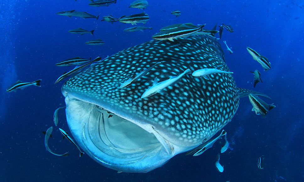 requin baleine aux Maldives