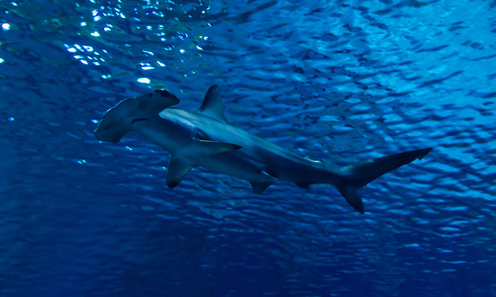 requin marteau au Soudan