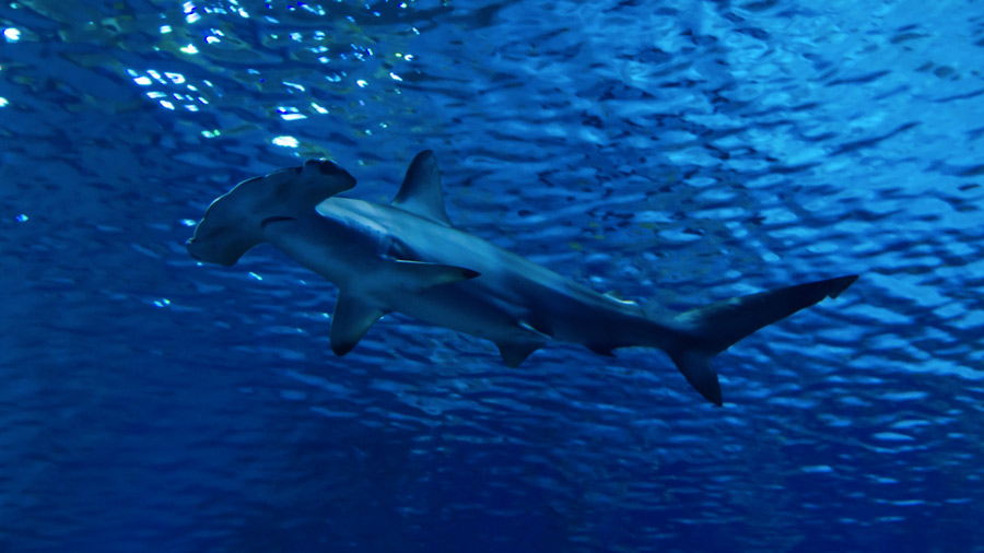 Croisiere Plongee Au Soudan Itineraire Grand Sud Avec Shark Education